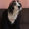 Dog dressed as Lady with tiara. 